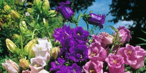 Sadnice zvončića iz sjemena: kada i kako saditi, kako se brinuti